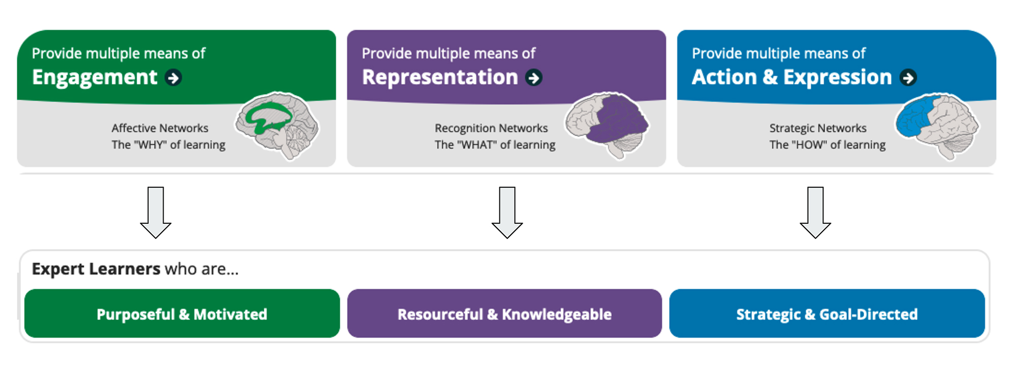 Three coloured boxes representing the three principles of UDL and what kind of learners they foster. Each principle is represented with a diagram of a brain, different parts of which are lit and engaged with each principle. The first box shows that providing multiple means of Engagement leads to Expert Learners who are Purposeful and Motivated. The second box shows that providing multiple means of Representation leads to Expert Learners who are Resourceful and Knowledgeable. The third box shows that providing multiple means of Action and Expression leads to Expert Learners who are Strategic and Goal-Oriented.