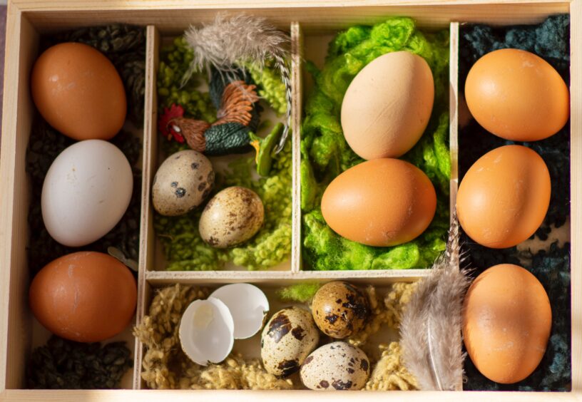 Close up image from above of a tray divided into 5 compartments, each containing eggs of different sizes and colors. In the bottom compartment, two egg shells sit next to three small eggs; in the second compartment from the left, a small rooster figurine lay above two small eggs.