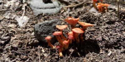A close up photograph of a group red mushrooms growing together in brown dirt next to a stone.
